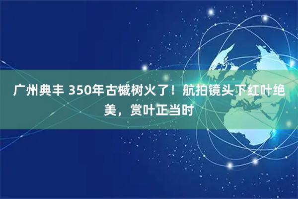 广州典丰 350年古槭树火了！航拍镜头下红叶绝美，赏叶正当时