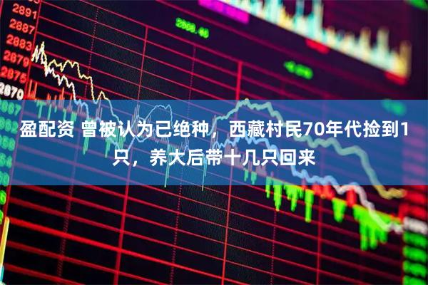 盈配资 曾被认为已绝种，西藏村民70年代捡到1只，养大后带十几只回来